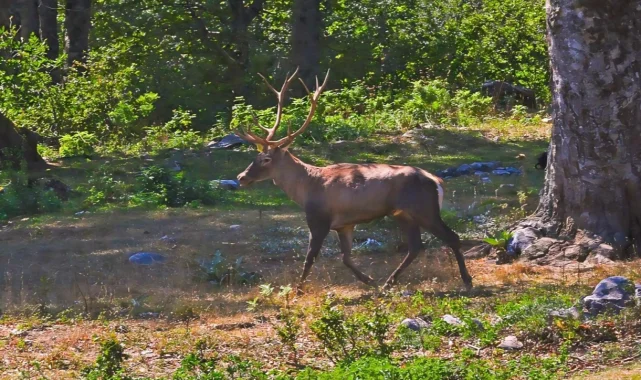 Ormanya'da üretilen Kızıl Geyikler doğaya salınacak