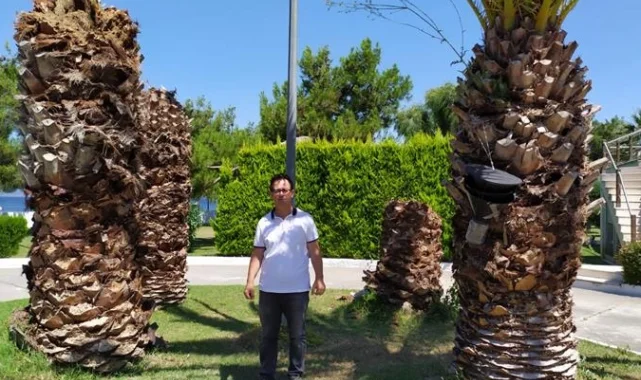 'Palmiye Kırmızı Böceği Mücadelesi' Bursa'da da uygulanıyor
