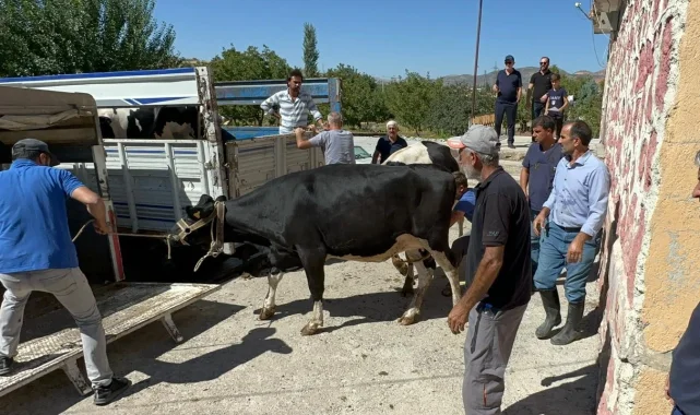 Rotary'den depremzede ailelere gebe düve yardımı