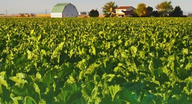 Şeker pancarının alım fiyatı belli oldu