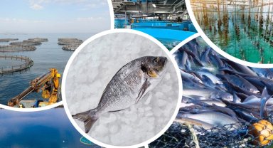 Su ürünleri yetiştiriciliği desteklenecek... Verilecek ödemeler belli oldu