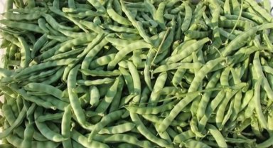 Taze fasulye 130 lirayı buldu