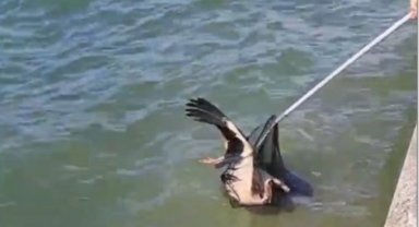 Yaralı leyleği Kocaeli İtfaiyesi kurtardı