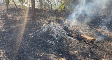 Yeşilli'de orman yangını