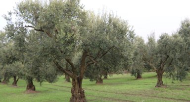 Zeytinde rekolte beyanı başlıyor... Beyan vermeyenden ürün alınmayacak!
