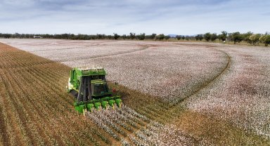 AB'nin tescillediği 'Söke Pamuğu'nun başarına özel kutlama