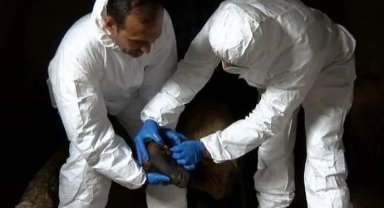 Adana'da ortaya çıkan mavi dil hastalığı bulaşıcı mı?