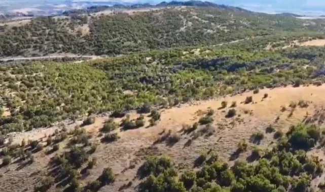 Adıyaman'da kaybolan 52 küçükbaş hayvan jandarma tarafından bulundu