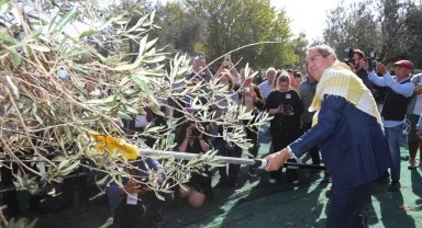 Ayvalık'ta 19. Zeytin Hasat ve Turizm Festivali heyecanı