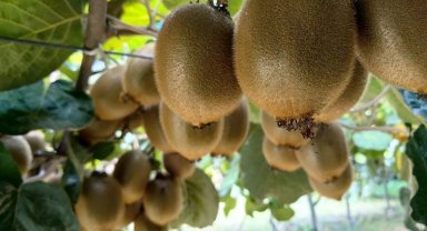 Bursa İznik'te kivi hasadı başladı