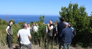 Bursa Orman, Mudanya kırsalında defne sahalarını iyileştirecek