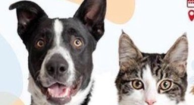 Bursa Osmangazi'den Dünya Hayvanları Koruma Günü'ne özel program