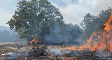 Bursa'da zeytinlik alanda korkutan yangın!