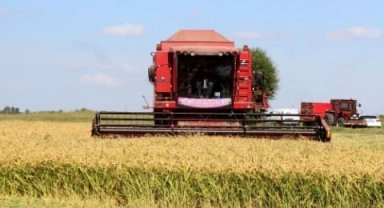 Çeltik hasadı devam ediyor