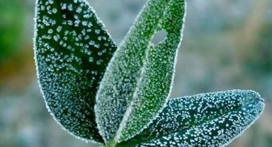 İç Ege ve İç Anadolu'da zirai don uyarısı... Doğu Karadeniz'in yükseklerinde kar!