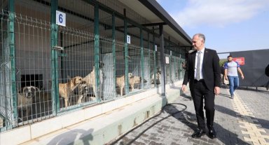 İnegöl'de sokak hayvanları için yeni adımlar atılıyor