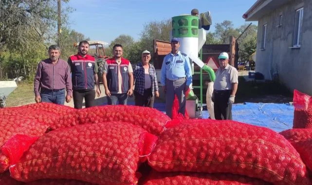 İpsala'nın Karaağaç Köyünde ceviz hasadı devam ediyor