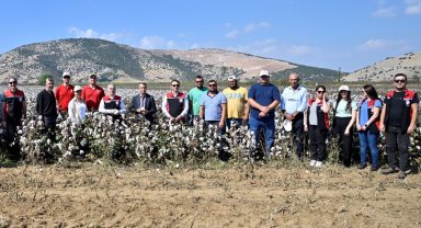 İzmir Torbalı'da teşvikli tarlalarda pamuk hasadı