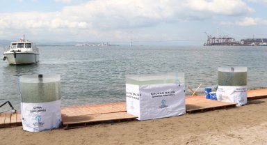 İzmit Körfezi'ne 6 bin balık daha salınacak
