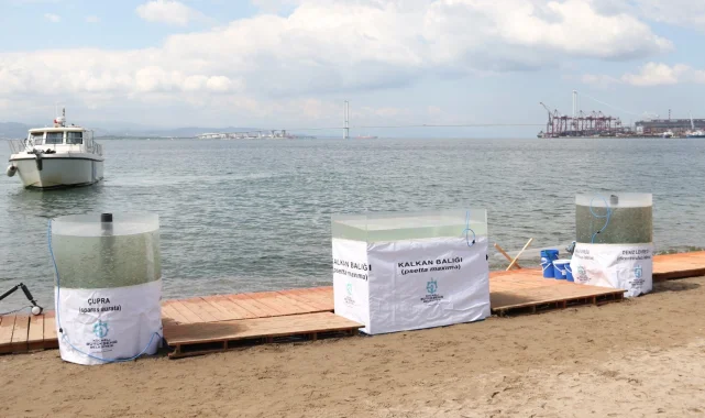 İzmit Körfezi'ne 6 bin balık daha salınacak