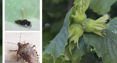 Kahverengi kokarca ile mücadele için Samuray arıları salındı