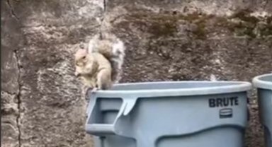 Kedi köpek yok ama... ABD'de sokakta dahi yürürken karşılaşılan ilginç yabani hayvanlar