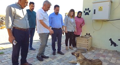 Kızıltepe'de tedavi gören sokak hayvanlarına ziyaret
