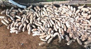 Kocaeli Büyükşehir'in koç desteğiyle 5.400 kuzu doğdu