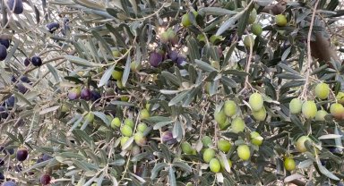 Sofralık zeytin ihracatında tarihi rekor