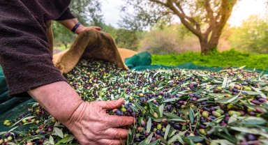 Türkiye sofralık zeytin ihracatında 210 milyon dolara ulaştı