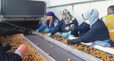 Yerli cevizde 60 bin ton rekolte beklentisi