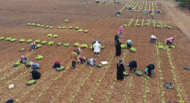 5 milyon fide toprakla buluşturuldu