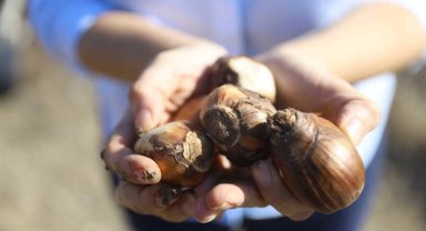 Antalya Büyükşehir'den kadın girişimcilere tarımsal destek