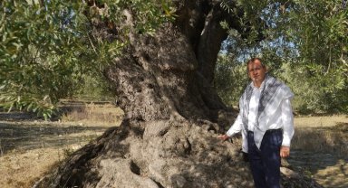 'Ayvalık Zeytinyağı' AB'den tescil bekliyor