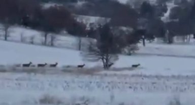 Bilecik Pazaryeri'nde geyik sürüsü görüntülendi