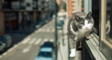 Bursa İtfaiyesi'nden kedi ihbarları farkındalığı