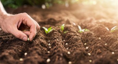 Denizli Büyükşehir'den çiftçilere 50 bin zeytin fidanı