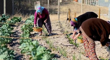 İzmir Bornova'da ilk hasat gerçekleşti