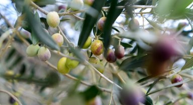 İzmir Bornova'da zeytin üreticilerine lojistik destek