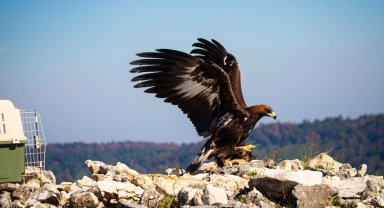 Kaya Kartalı tedavi sonrası Ormanya'dan doğal yaşama salındı
