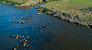 Kayseri Büyükşehir'den manda üreticisine destek