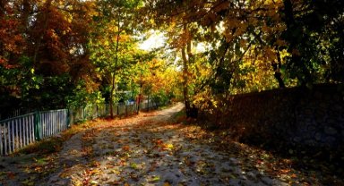 Mardin Yeşilli'de sonbahar renk cümbüşüne dönüştü