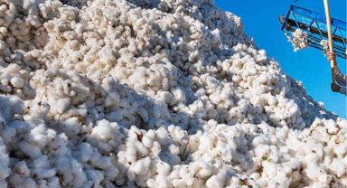 Pamukta kriz kapıda!TMO müdahale alımı yapmalı!