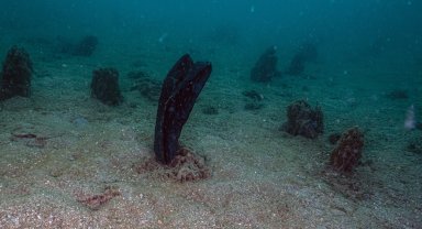 Prof. Dr. Sarı uyardı: Müsilaj İzmit Körfezi'ne yaklaştı!