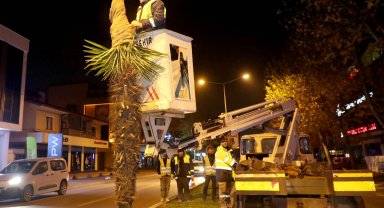 Sakarya'da palmiyelere dondurucu soğuklara karşı özel önlem