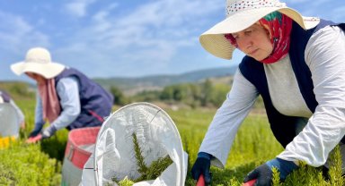 TABİP'te sezonun hasadı tamamlandı