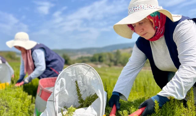 TABİP'te sezonun hasadı tamamlandı
