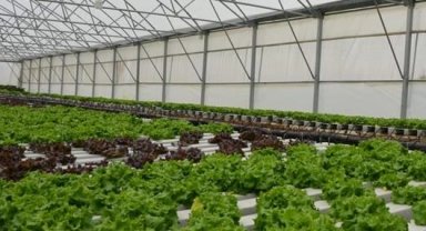 Türkiye'de topraksız tarım pazarı büyüyor