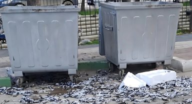 Bursa Gemlik'te şehir barbarı bozuk balıkları yola döktü