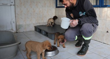 Bursa Nilüfer'deki sahipsiz canlar sıcak yuvalarını bekliyor